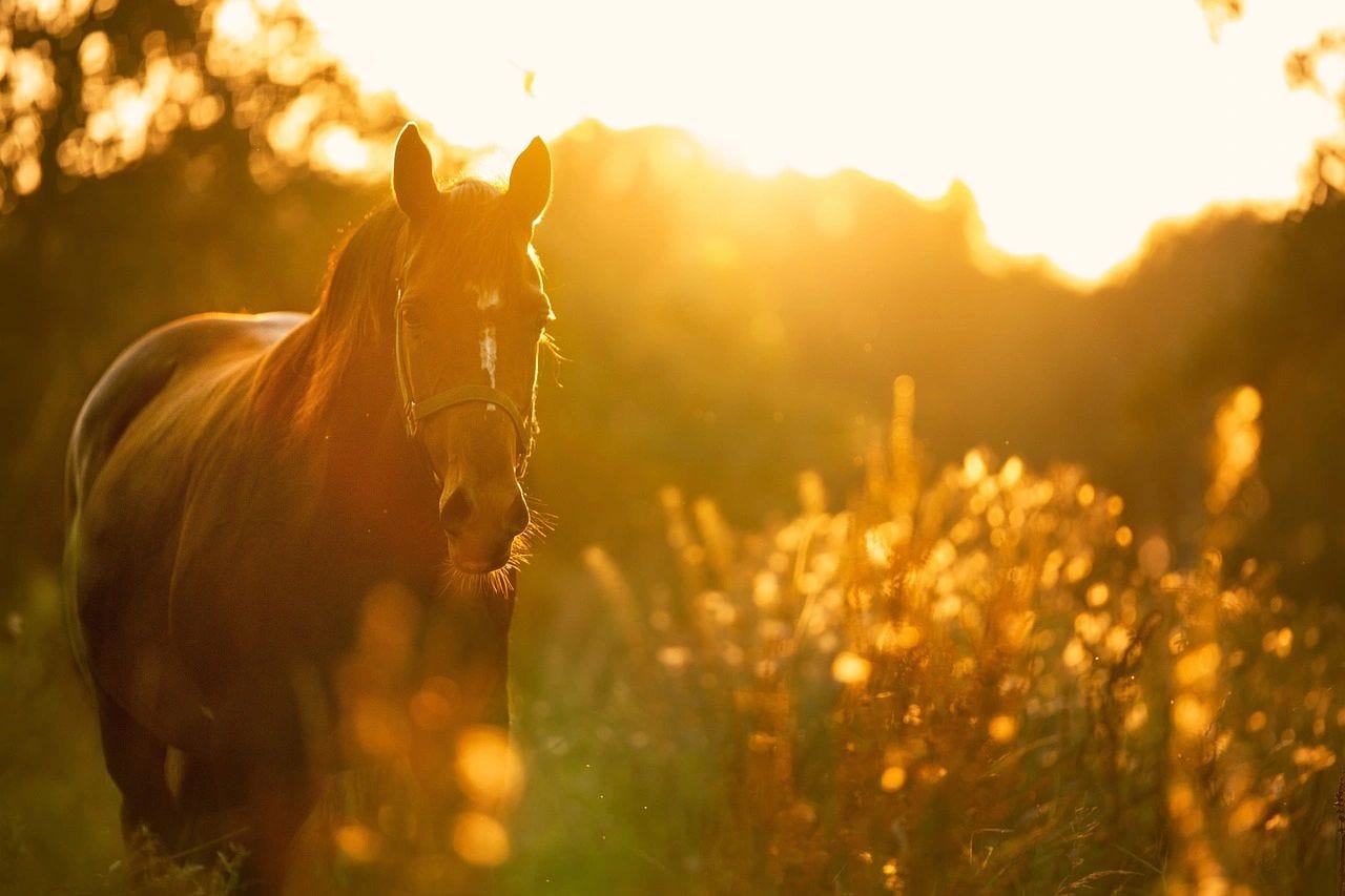 EFT can help animals and humans release emotional blockages, reducing anxiety and facilitating emotional healing. EFT can help animals and humans release emotional blockages, reducing anxiety and facilitating emotional healing.