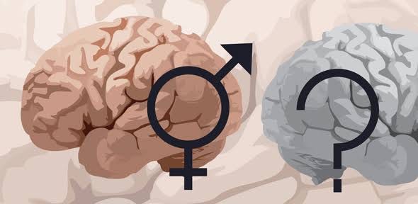 Sex and the brain: fruitless research? | University of Cambridge