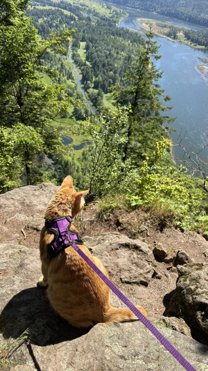 Cat on a leash overlooking a view of a river.