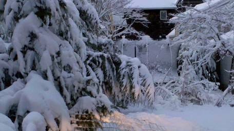 Leyland Cypresses succumb under the weight of snow.