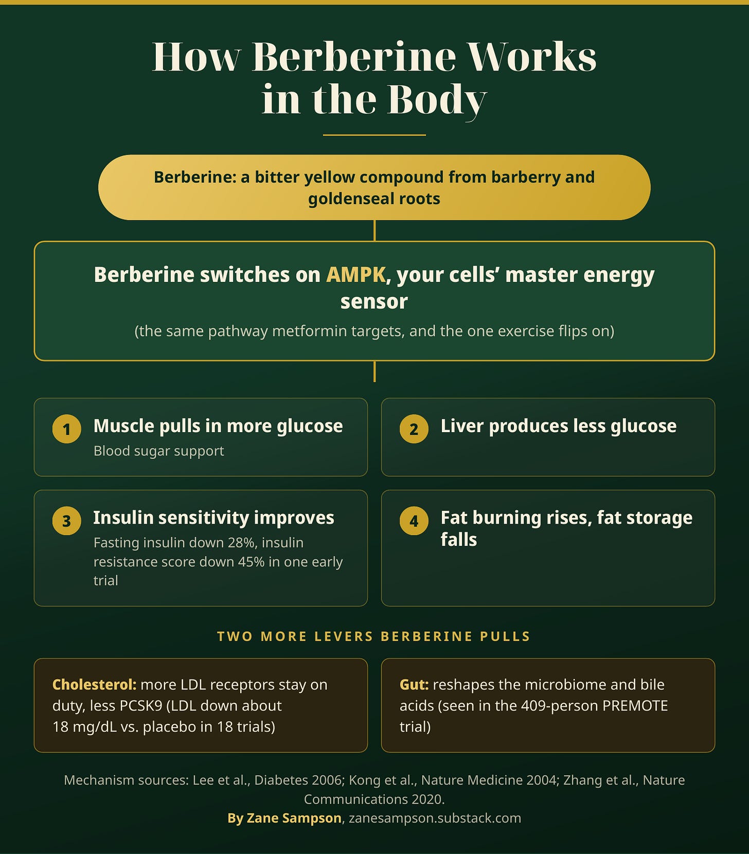 how-berberine-works-ampk-pathway.png (1600×1824)