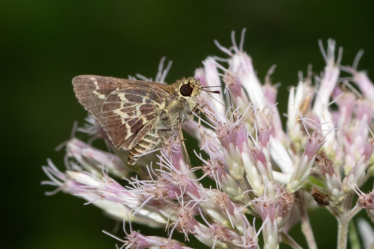 A small dark brown butterfly with white lacy lines on the wings, on a flat bunch of pale pink flowers