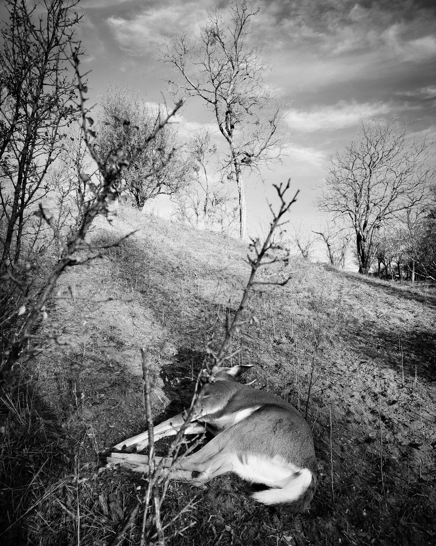 A dead deer on a hill in Oklahoma. A dead deer on a hill in Oklahoma.