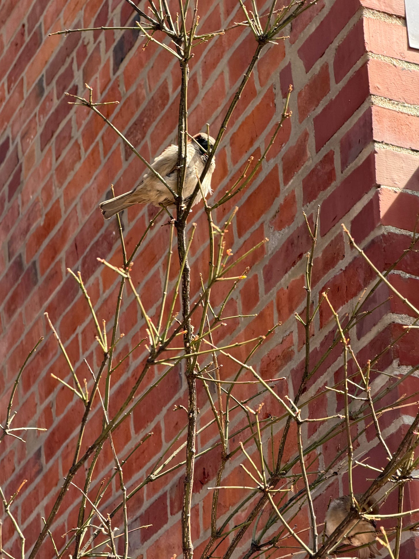 a house sparrow in a spring tree not yet leafed out
