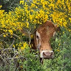 I Met Her Eyes in the Field