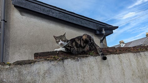 A gallery of pictures of a short-haired, grey mackerel tabby in varying states of relaxation and chill -- a close up, lounging outside, on the stairs, and in a cat tree. Always facing the camera, always into your soul. 