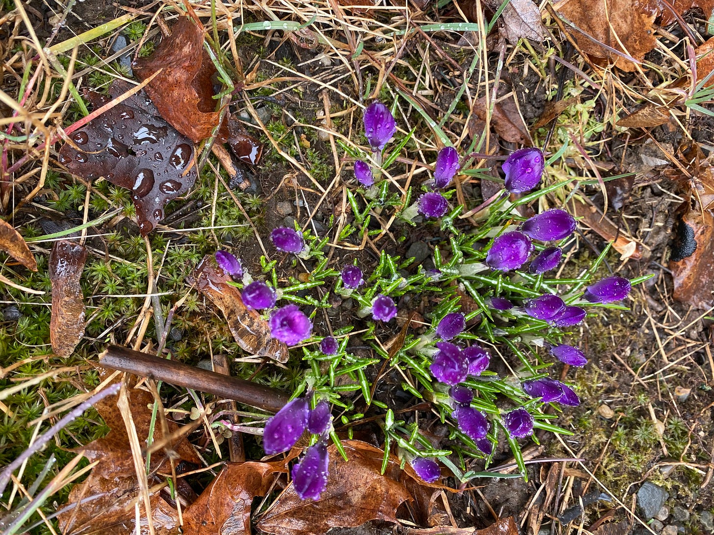 A close-up of small purple flowers with thin green leaves coming up through wet, mossy earth and dead leaves
