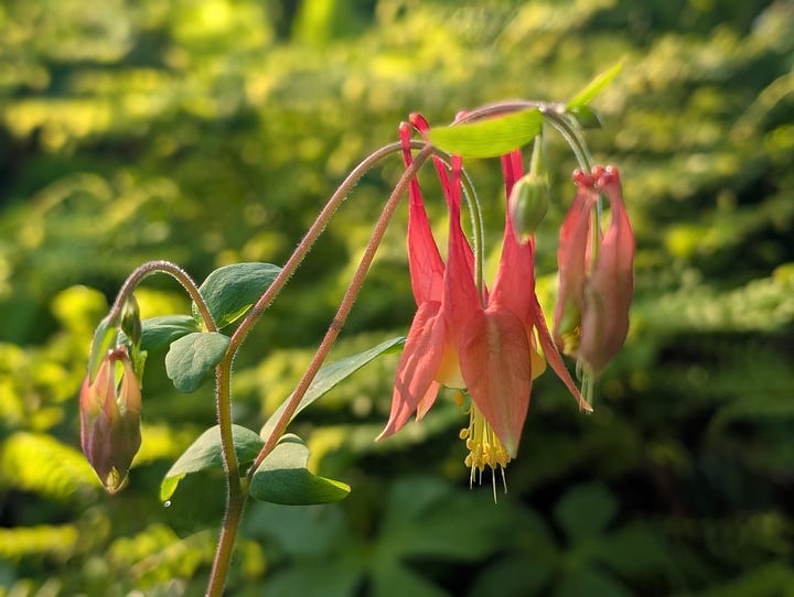 Eastern red columbine and a male ruby-throated hummingbird