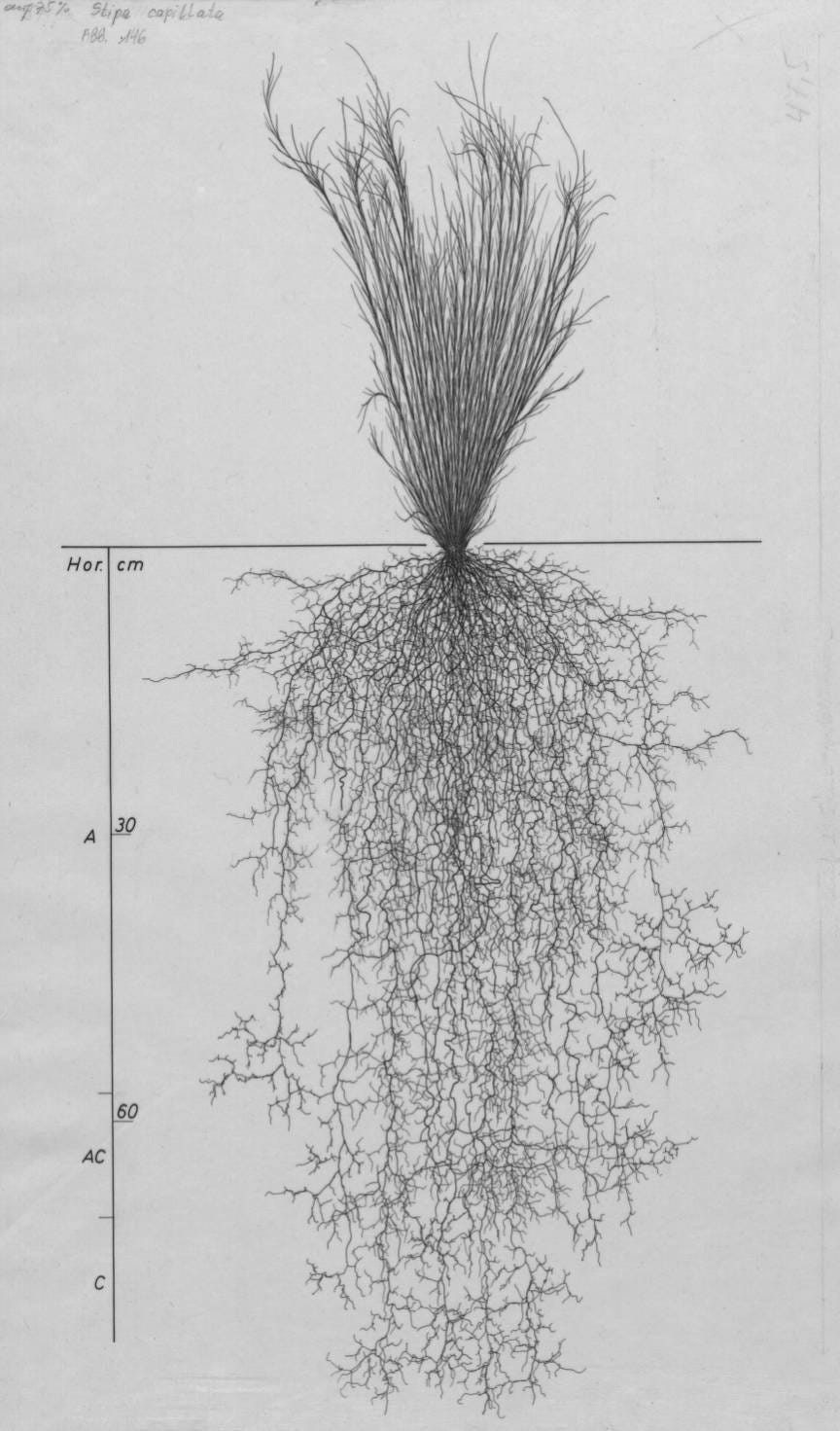 grass root drawing Stipa capillata, Lichtenegger, E. (1982), Wurzelatlas