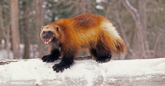 Wolverine