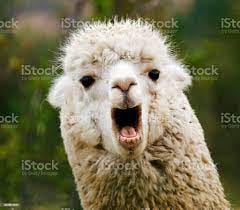 Substack profile picture for @livestock