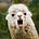 Livestock News New England's avatar