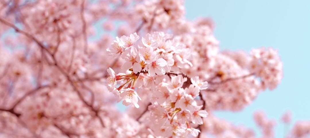 pink flowers