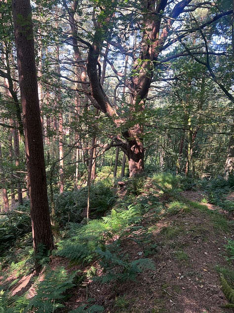 Corncockle Quarry, its hole and nature's reclamation