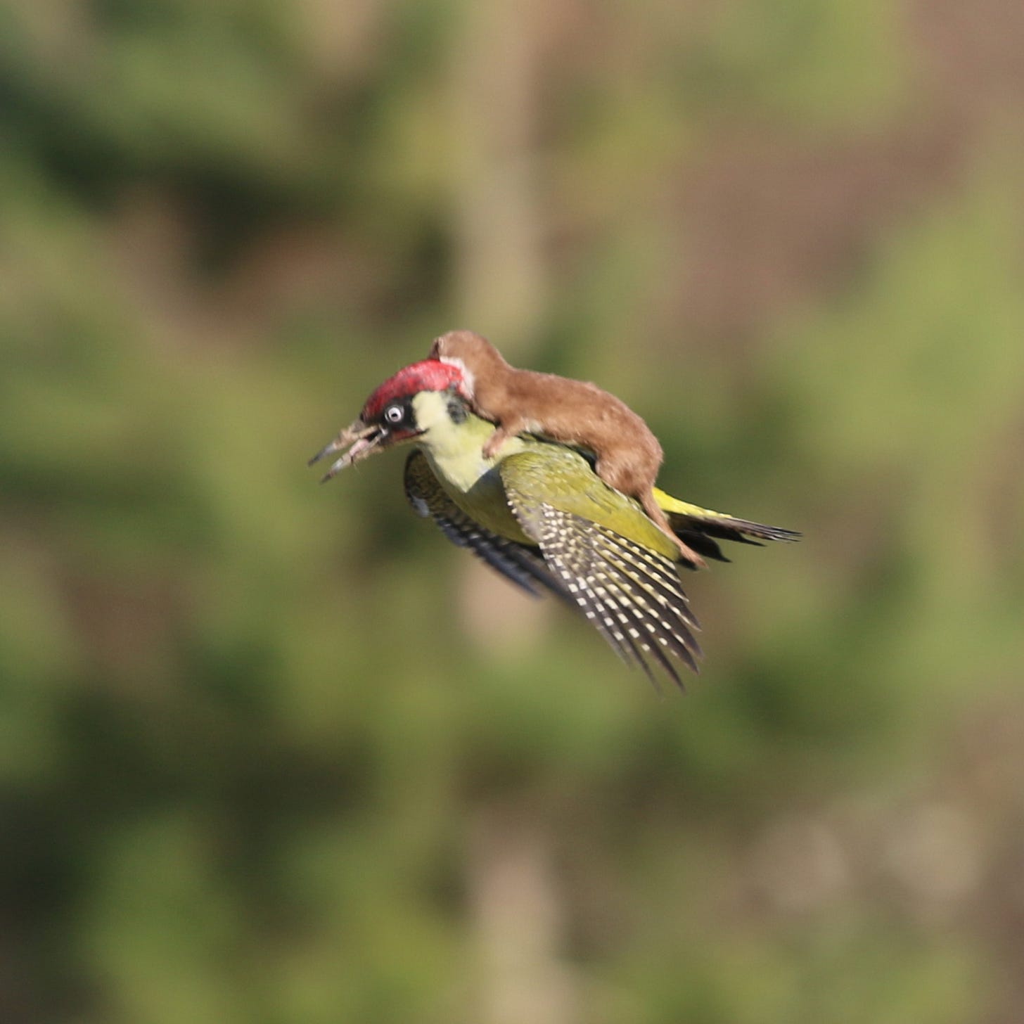 Weasel's Wild Ride