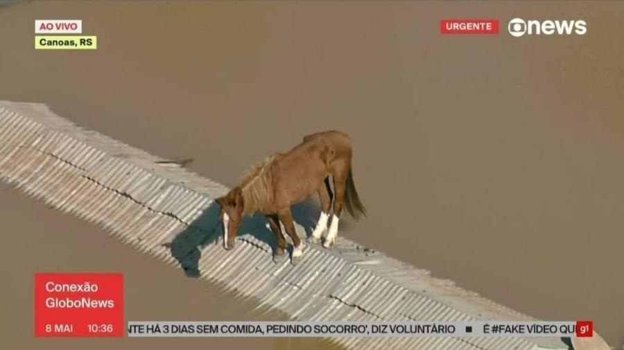 TV flagra cavalo ilhado no RS