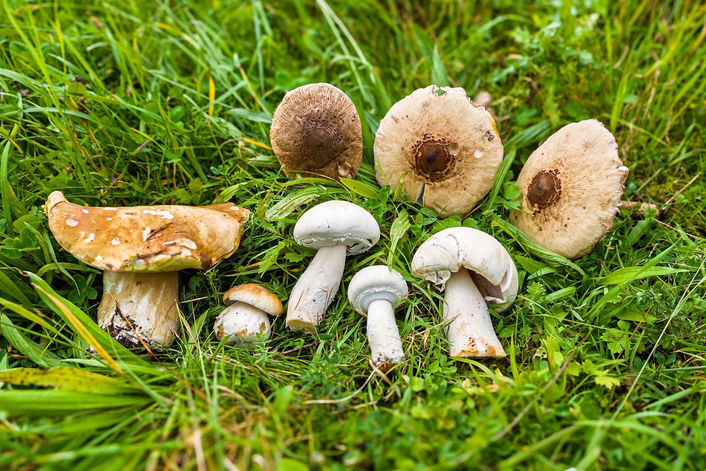 Verschiedene frisch gesammelte Speisepilze liegen auf einer Wiese: links zwei Steinpilze, in der Mitte mehrere weisse Champignons und rechts drei Parasolpilze mit grossen, schuppigen Hüten. Verschiedene frisch gesammelte Speisepilze liegen auf einer Wiese: links zwei Steinpilze, in der Mitte mehrere weisse Champignons und rechts drei Parasolpilze mit grossen, schuppigen Hüten.