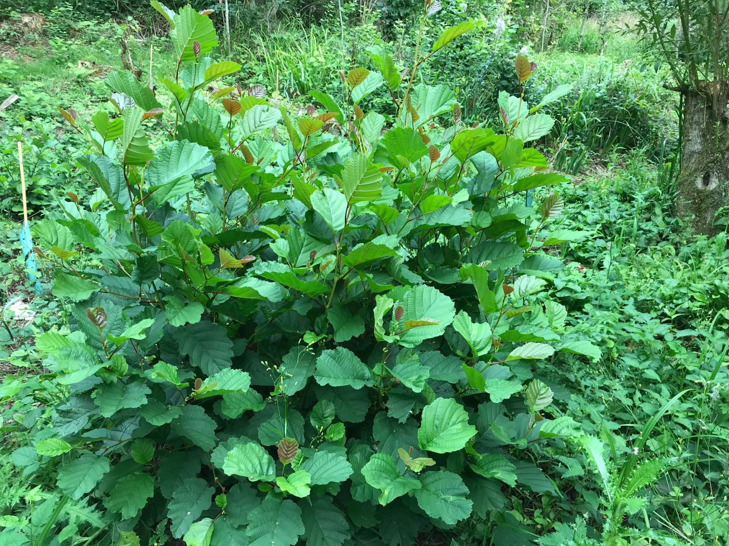 A bushy shrub of green leaves
