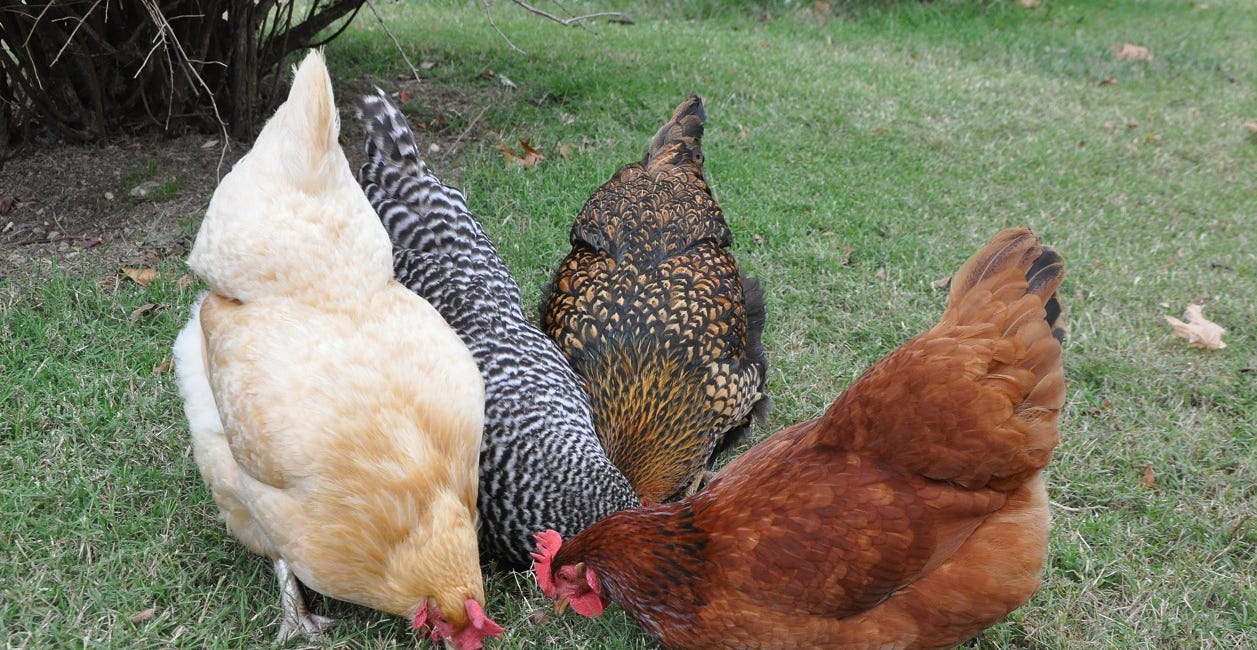 UK Government Proposes Compulsory Registration For Anyone Keeping Chickens