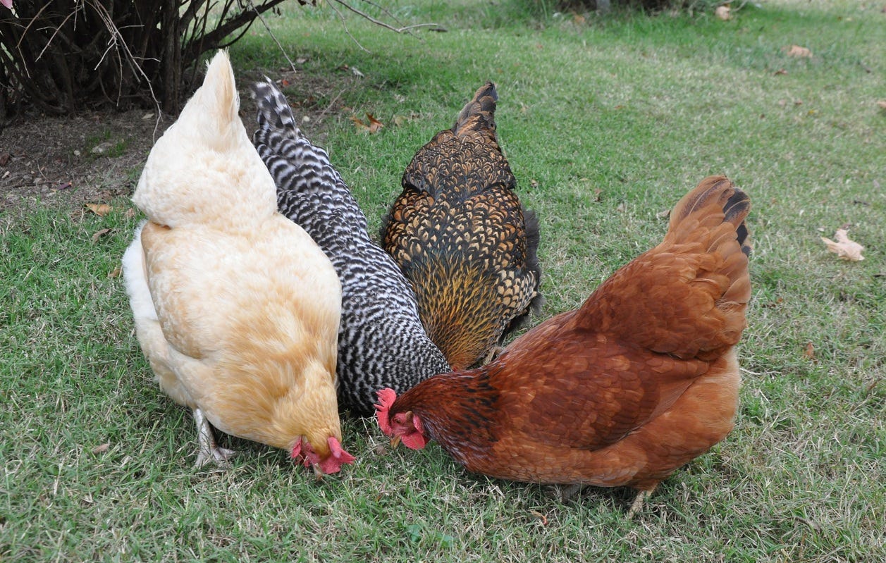 Gardening with Chickens - Part 2 - The Setup | Community Chickens