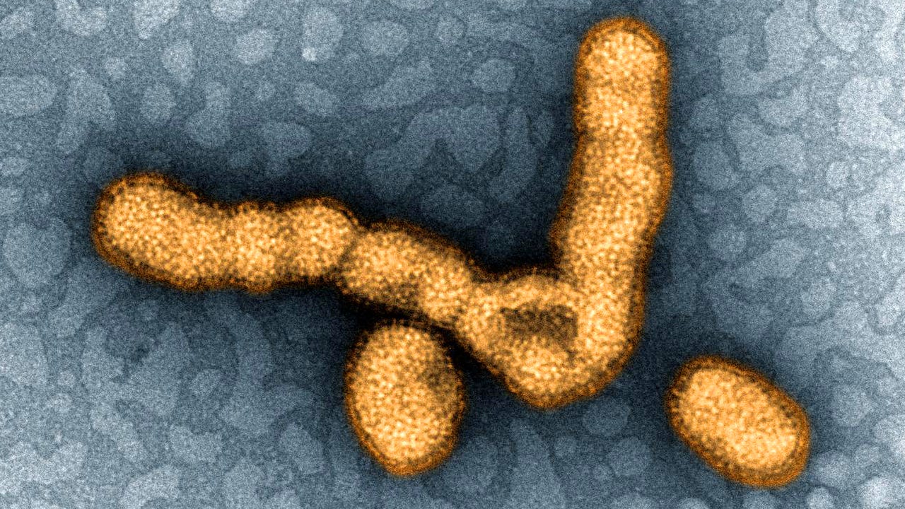 H1N1 United States Fast Facts | CNN