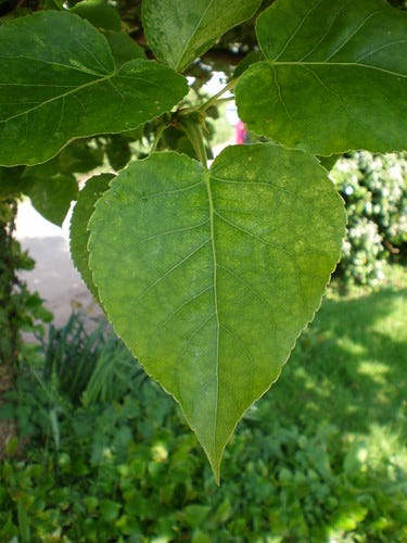 Heart Shaped Leaf Heart Shaped Leaf
