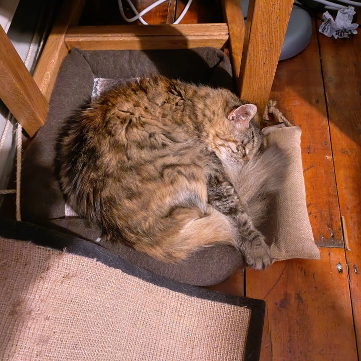 In the left hand picture, Milly lies curled up in the cat bed by the radiator. In the right hand photo, Milly is curled up in the same bed, but on top of Rosie.