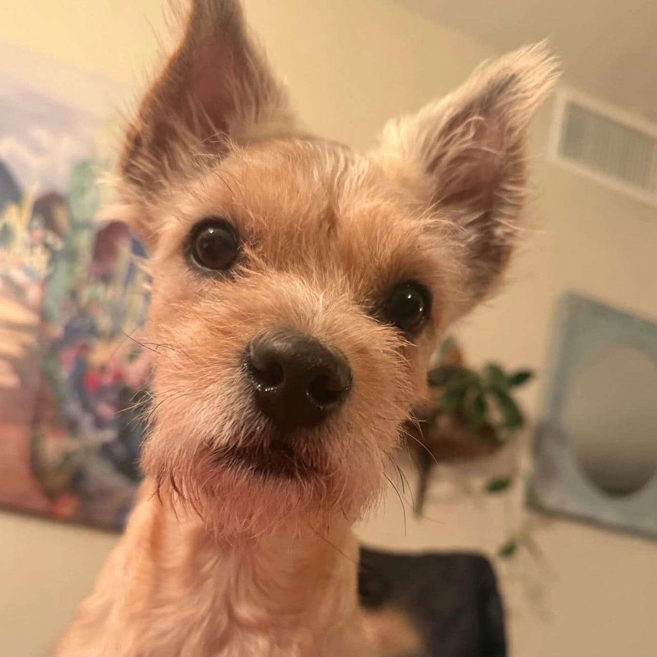 ONCE CHERISHED, ALWAYS CHERISHED: SOFT LANDINGS FOR OLD DOGS