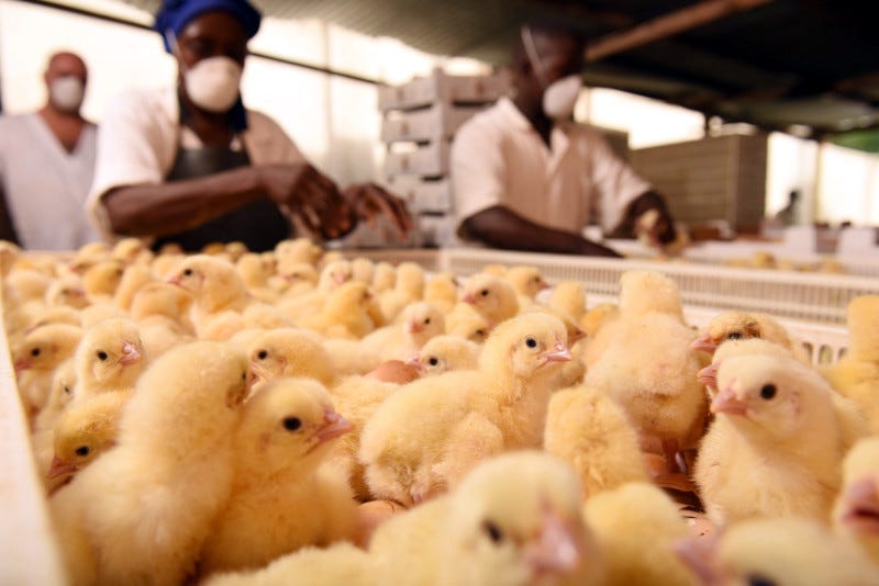 AAC invested in Uganda's Biyinzika Enterprises, an integrated poultry business. AAC invested in Uganda's Biyinzika Enterprises, an integrated poultry business.
