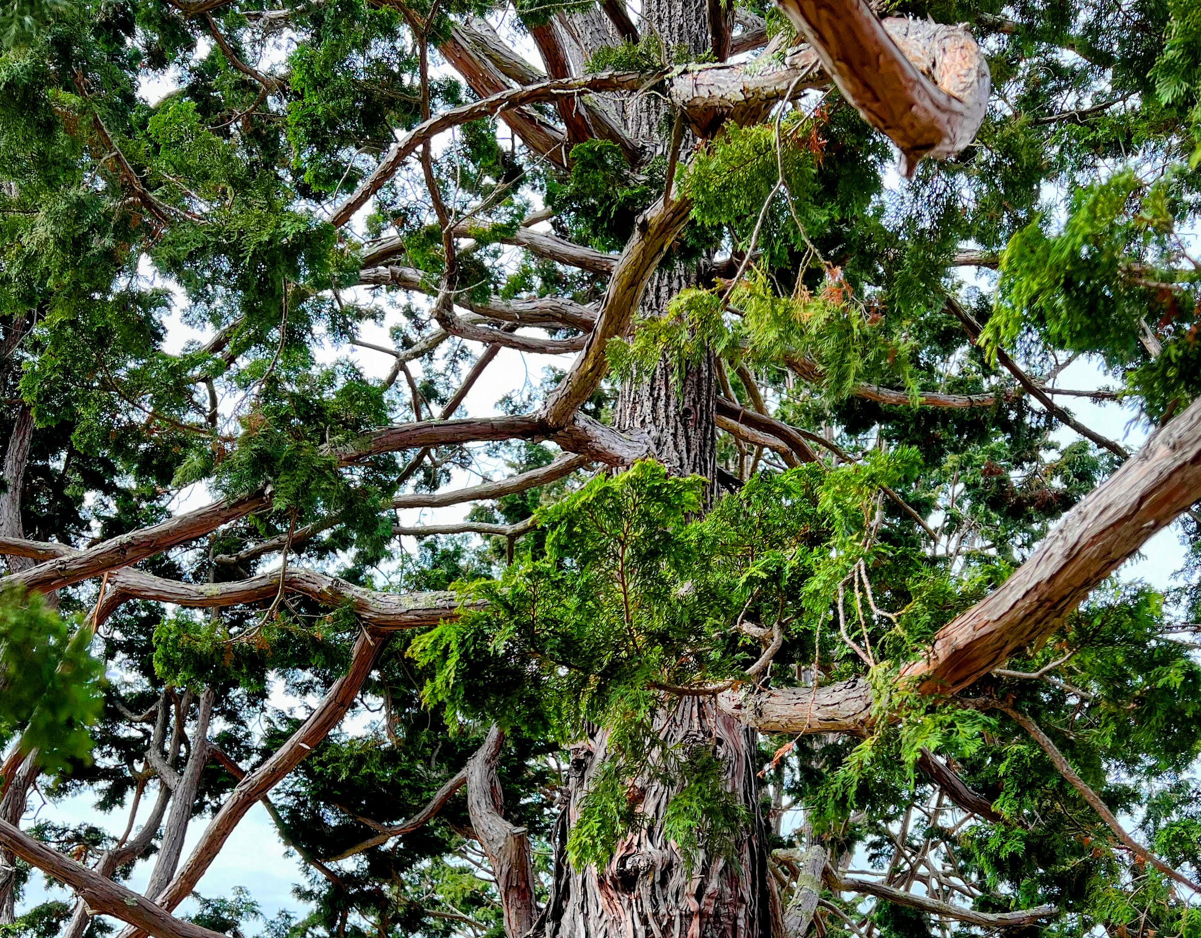 The apparently wayward stretch of Hinoki Cypress branches in a tree at the Filoli Gardens in Woodside California. Photo by BTien, all rights reserved, 2024 The apparently wayward stretch of Hinoki Cypress branches in a tree at the Filoli Gardens in Woodside California. Photo by BTien, all rights reserved, 2024