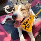 Contrarian Rescue of the Week