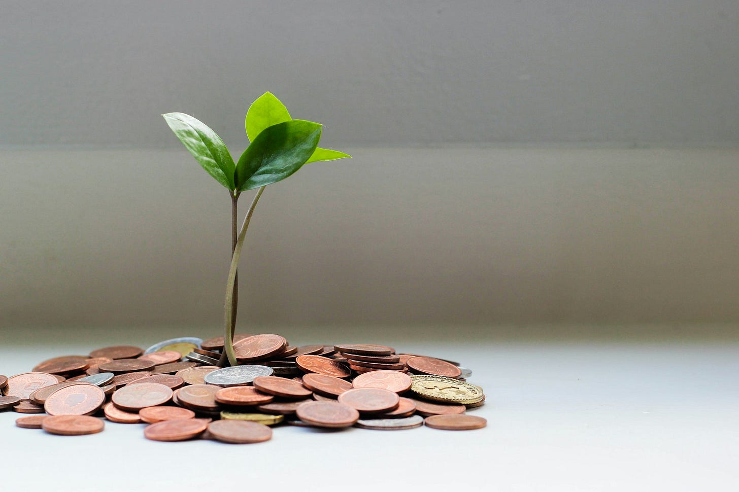 green plant on brown round coins green plant on brown round coins
