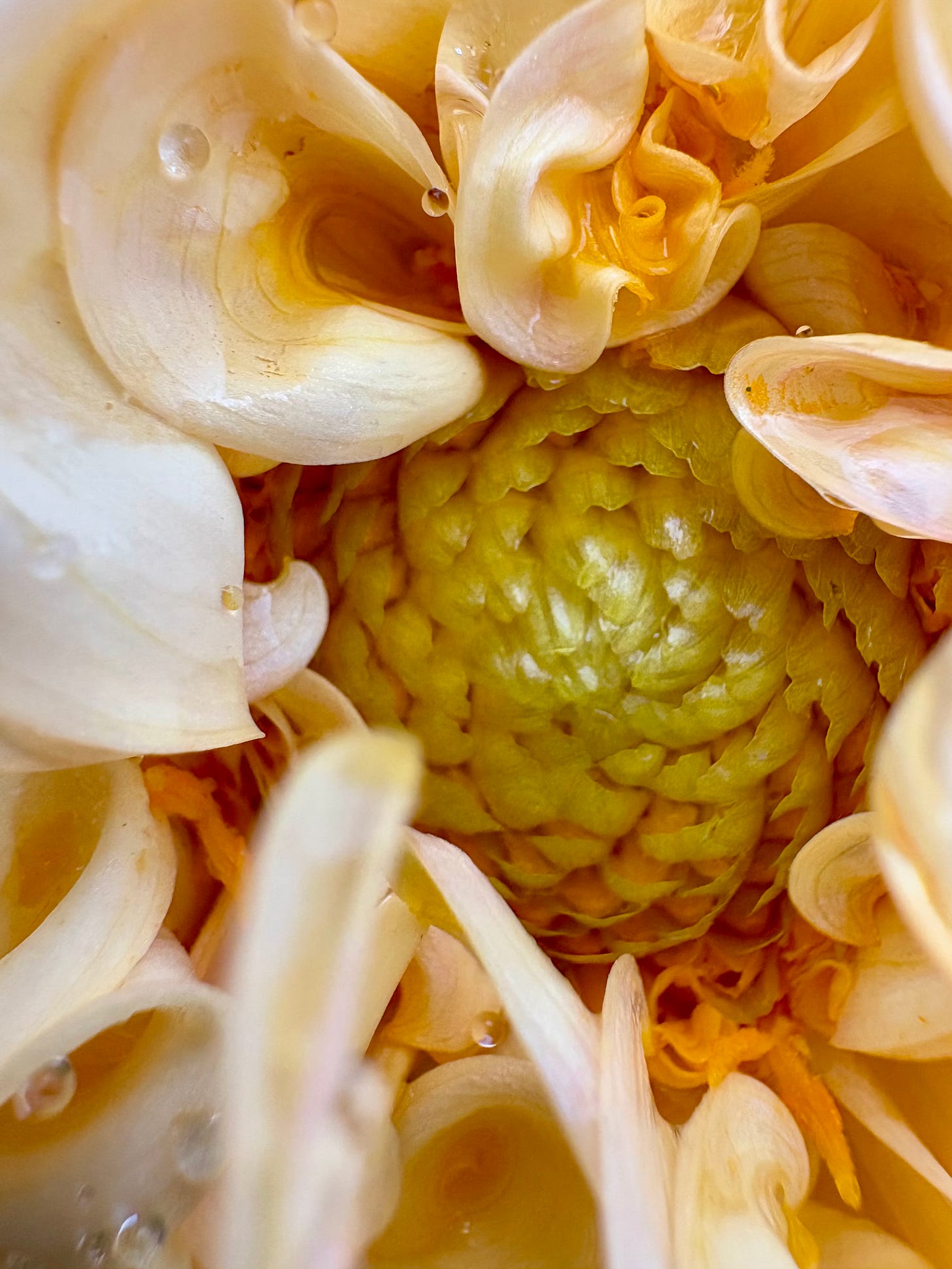 A pale cream Dahlia flower, the petals curve inward toward a layered center pistil, the photo is an extreme closeup of the pistil and surrounding petals. Loscotoff 2025