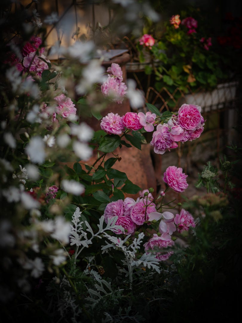 A garden filled with pink roses glowing softly in the golden light of a summer evening.