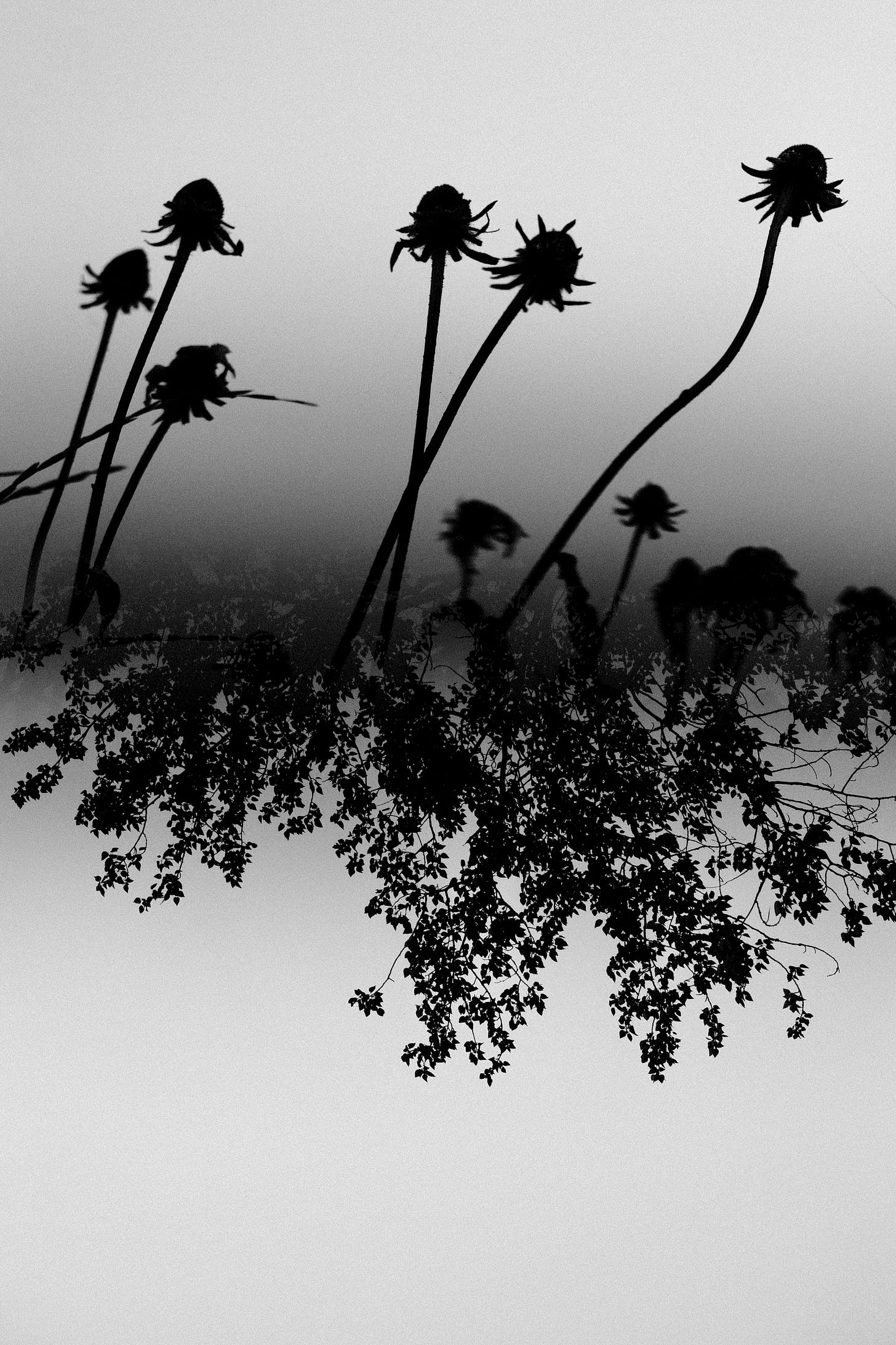 Dead flowers and tree