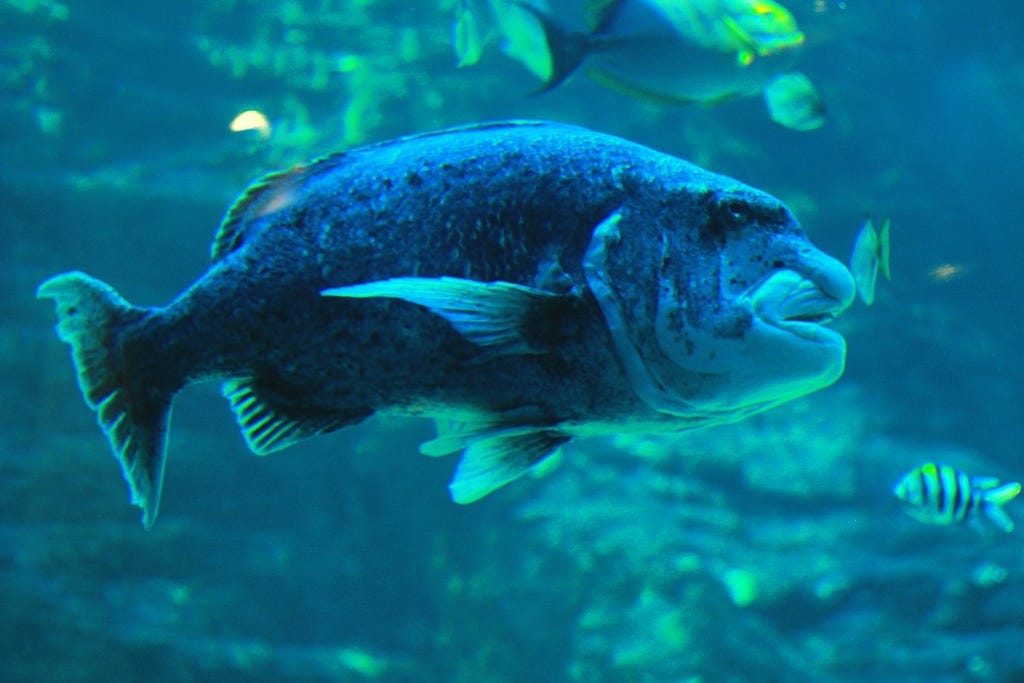 Black musselcracker Black musselcracker