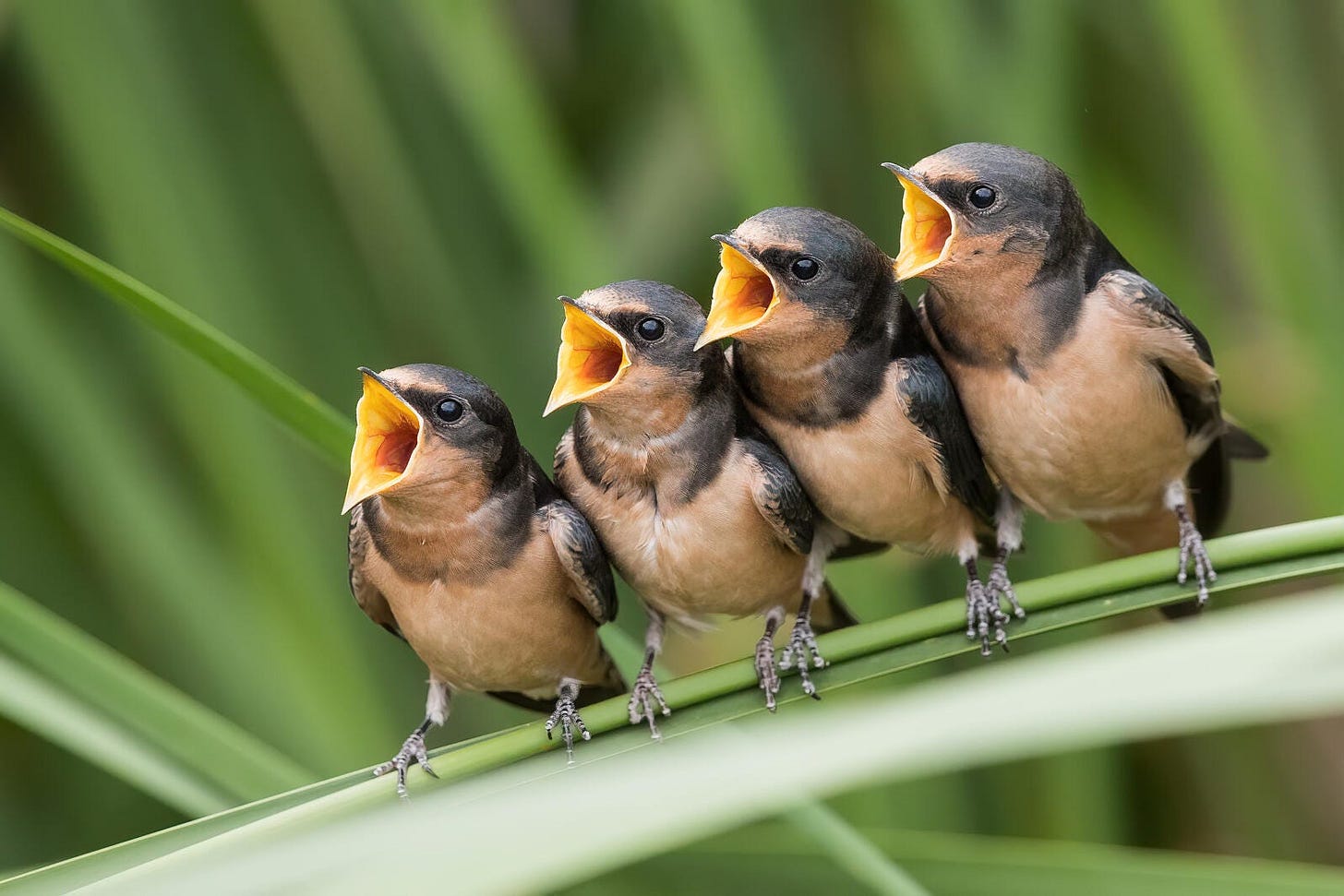 BIRD CHIRPING IS SOULFUL SYMPHONY” | by Muhammad Javed | Medium BIRD CHIRPING IS SOULFUL SYMPHONY” | by Muhammad Javed | Medium