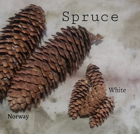 photos of different cones, with the names of the trees they came from