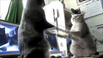 Cats pattycake GIF - Find on GIFER