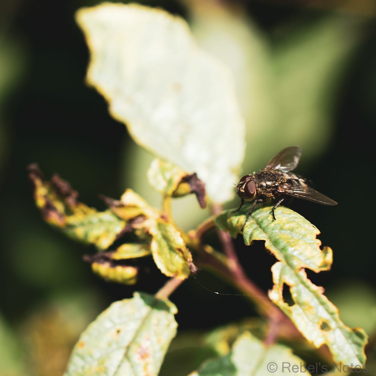 A macro image of a fly outside in the sun on a plant.