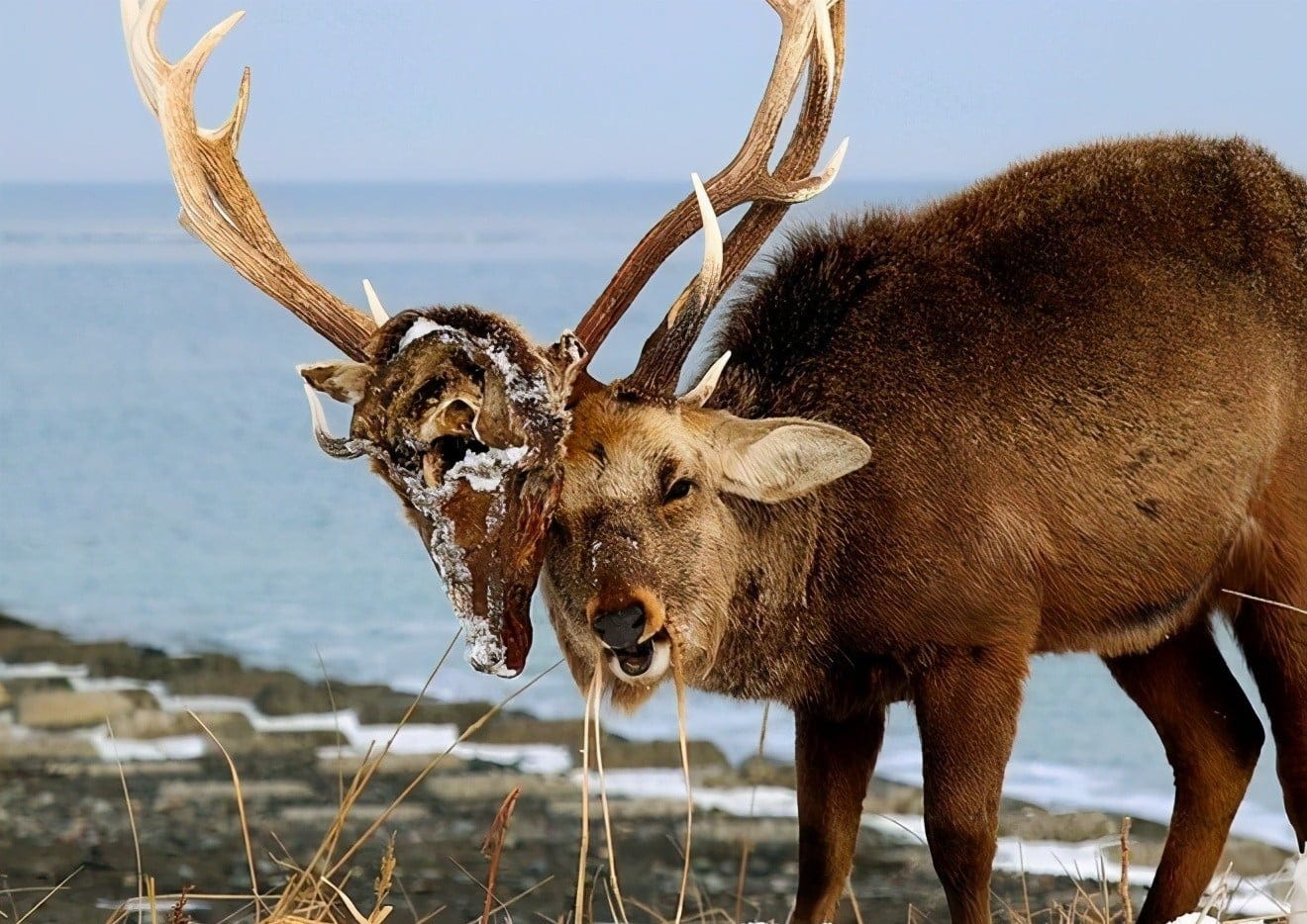Stag with dead rival's head stuck in its antlers : r/natureismetal