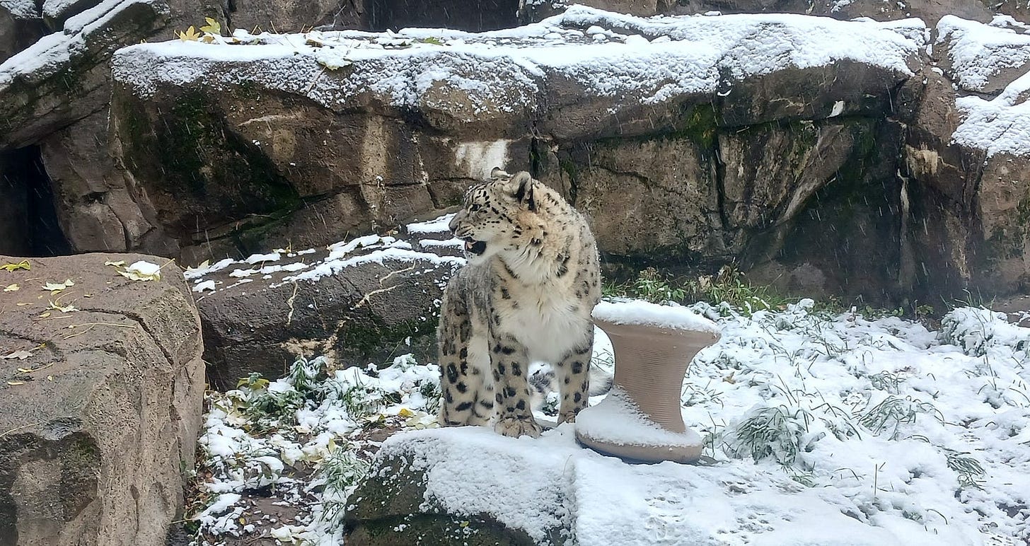A snow leopard standing in long grasses topped with snow, glances to her side.