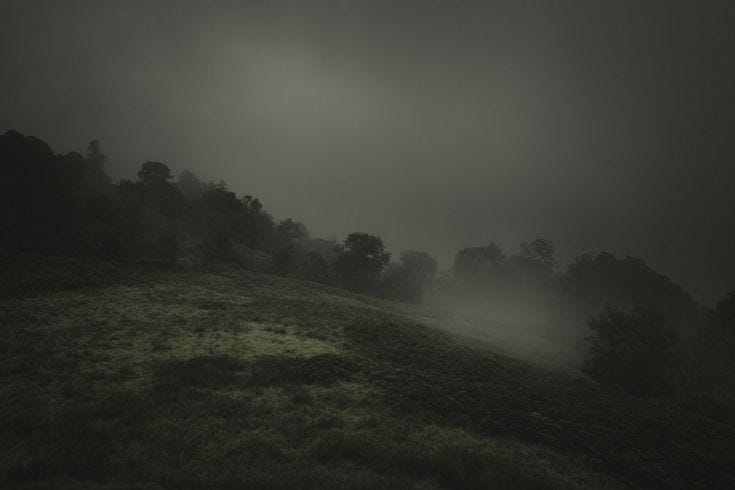 This may contain: foggy landscape with trees and grass in the foreground, on a dark day This may contain: foggy landscape with trees and grass in the foreground, on a dark day