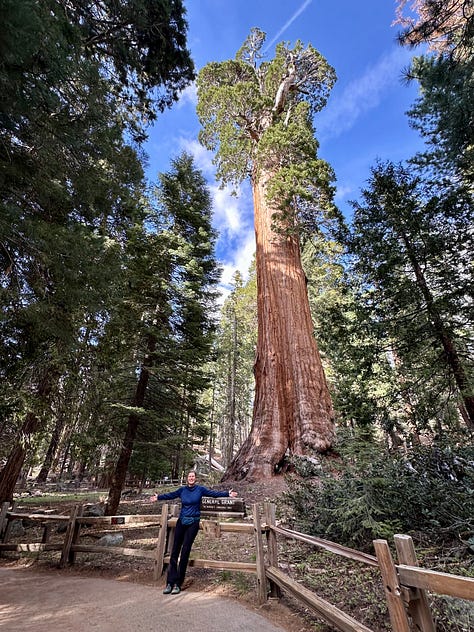 Photos of giant sequoia trees