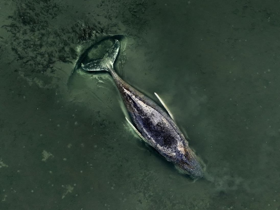 Timmy liegt seit dem 31. März 2026 im Schlick. Sein Rücken ragt permanent aus dem Wasser.