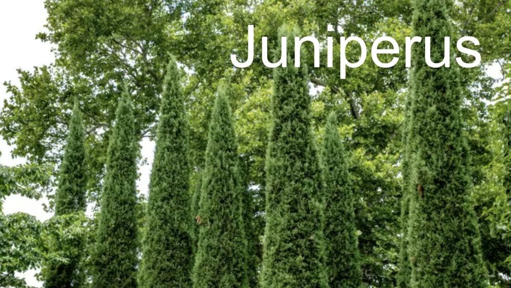 80-trees-shrubs 19 conifers.jpeg 80-trees-shrubs 19 conifers.jpeg