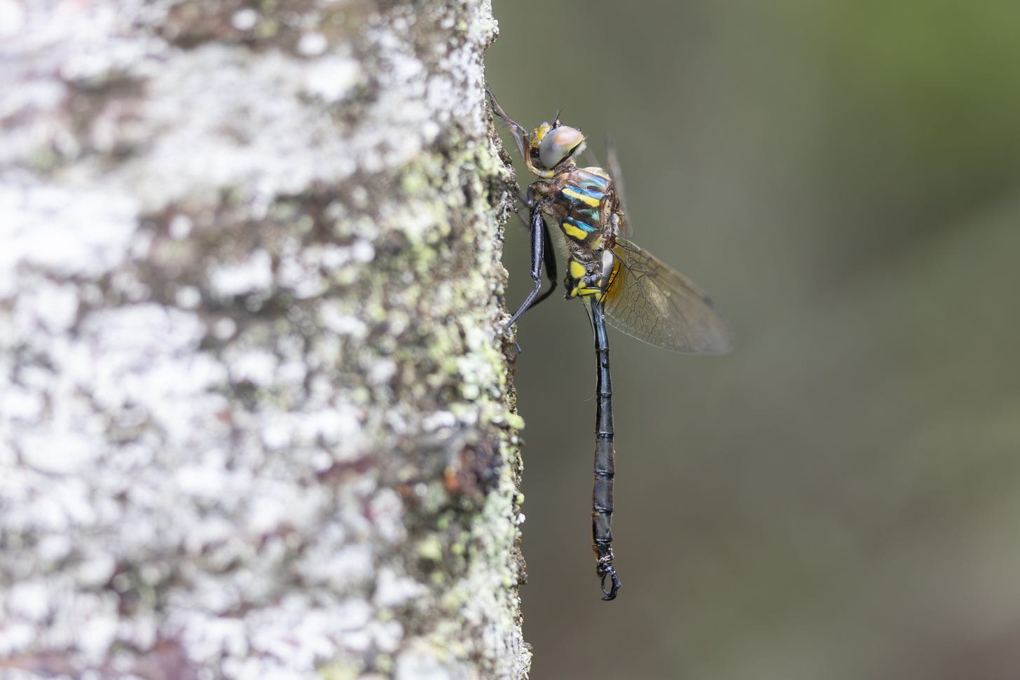 a dragonfly perched on a tree with black abdomen ending in a clasp and a thorax with yellow stripes and blue swirls