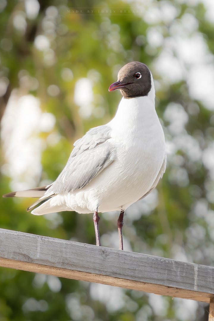 Black-headed Gull