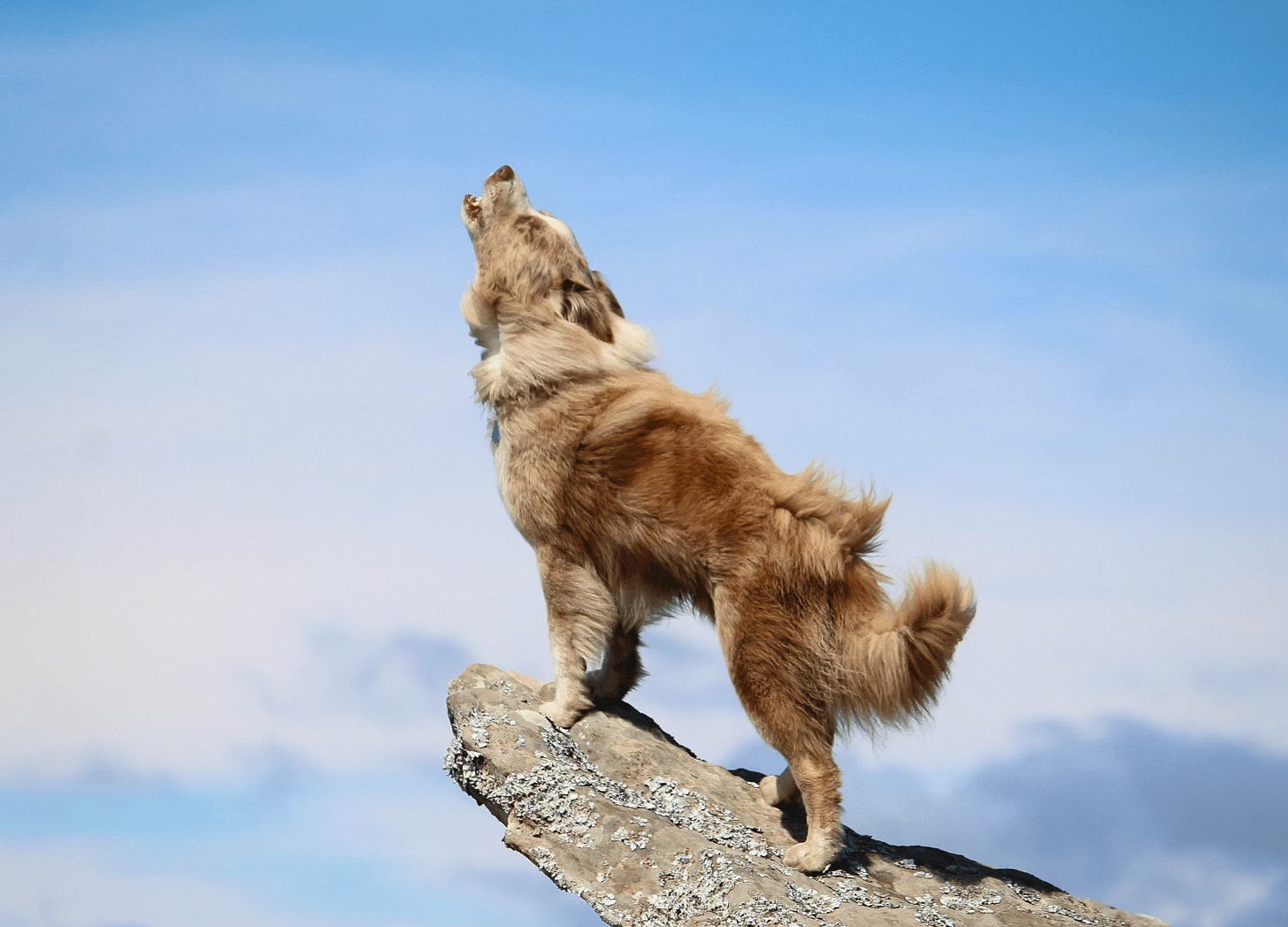 Howling dog Howling dog