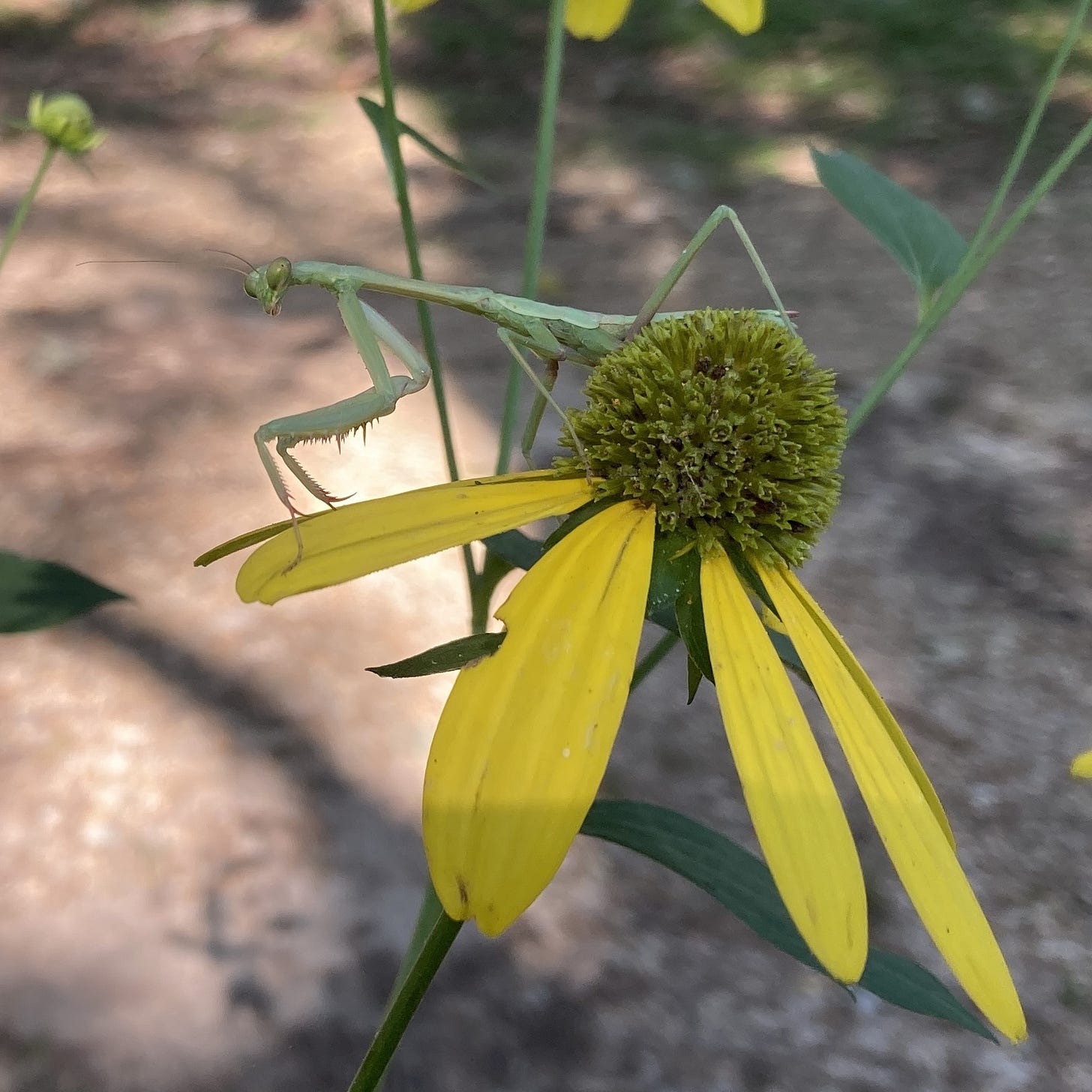 Praying mantis on a sochan flower also known as cutleaf coneflower